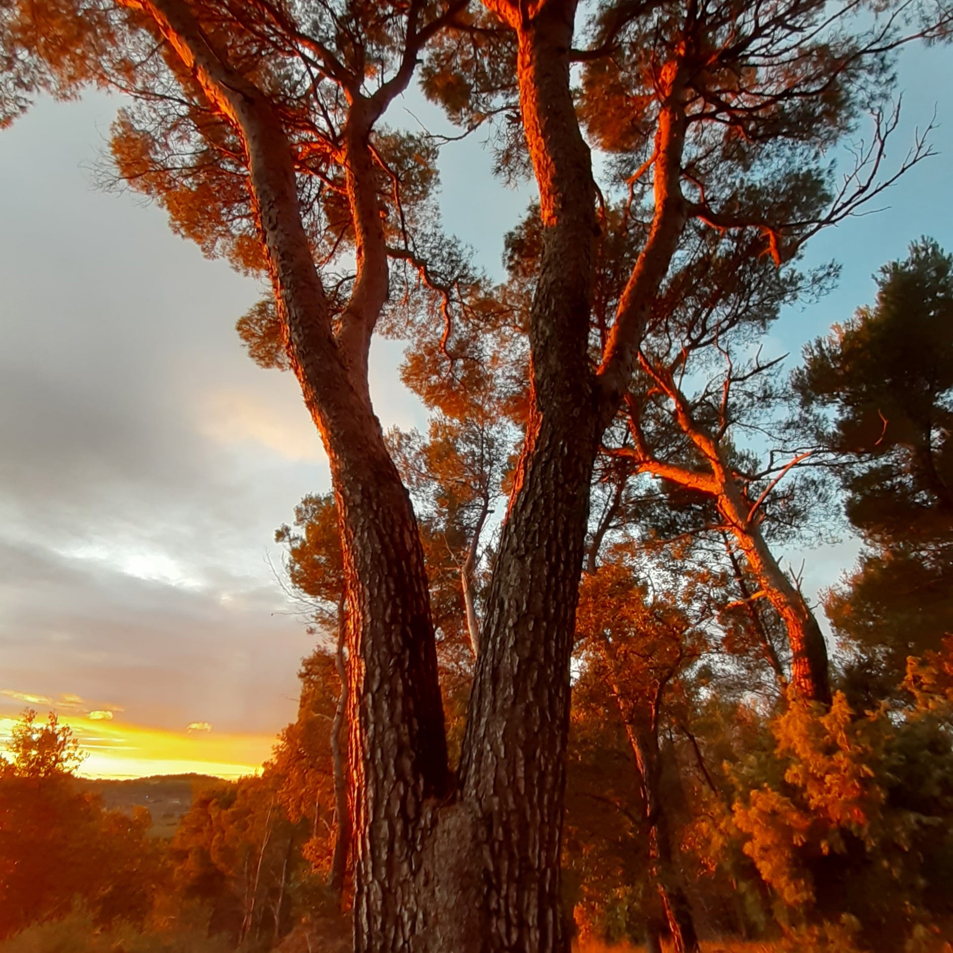 L'arbre et le séjour Nature